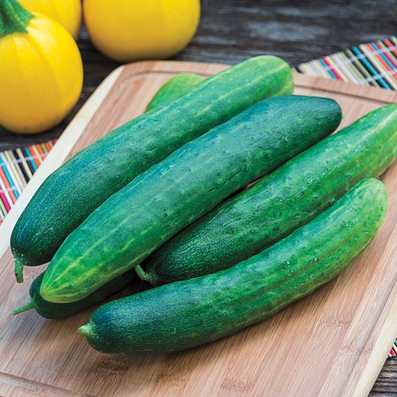 How are burpless cucumbers different from regular cucumbers?