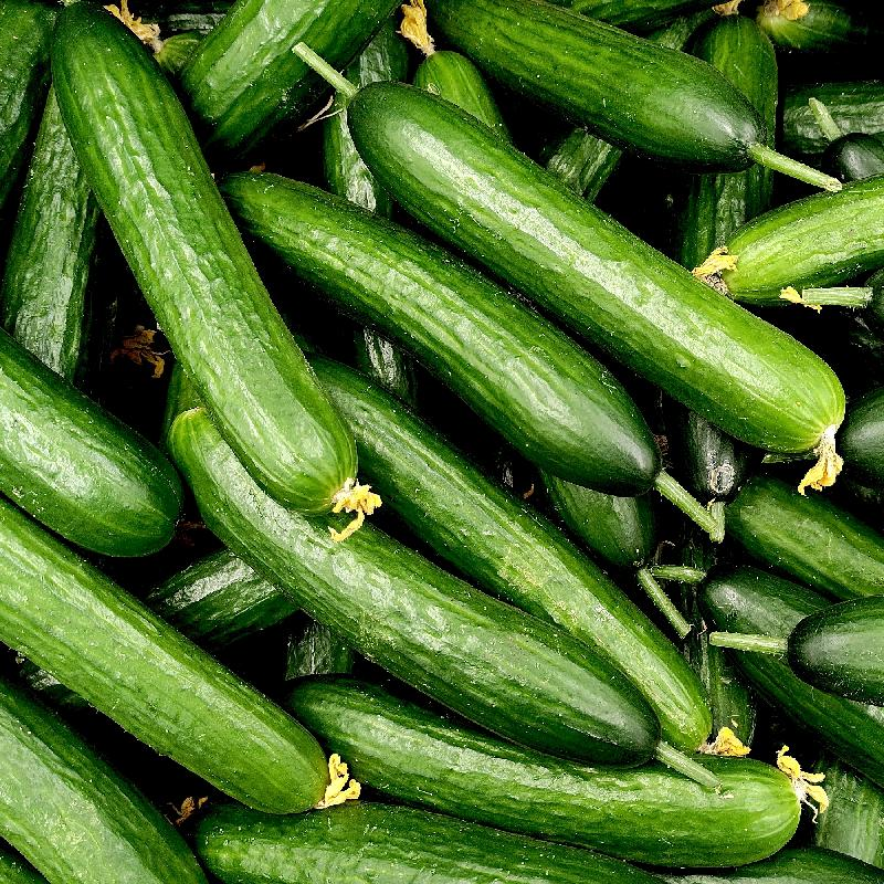 What are the different varieties of burpless cucumbers
