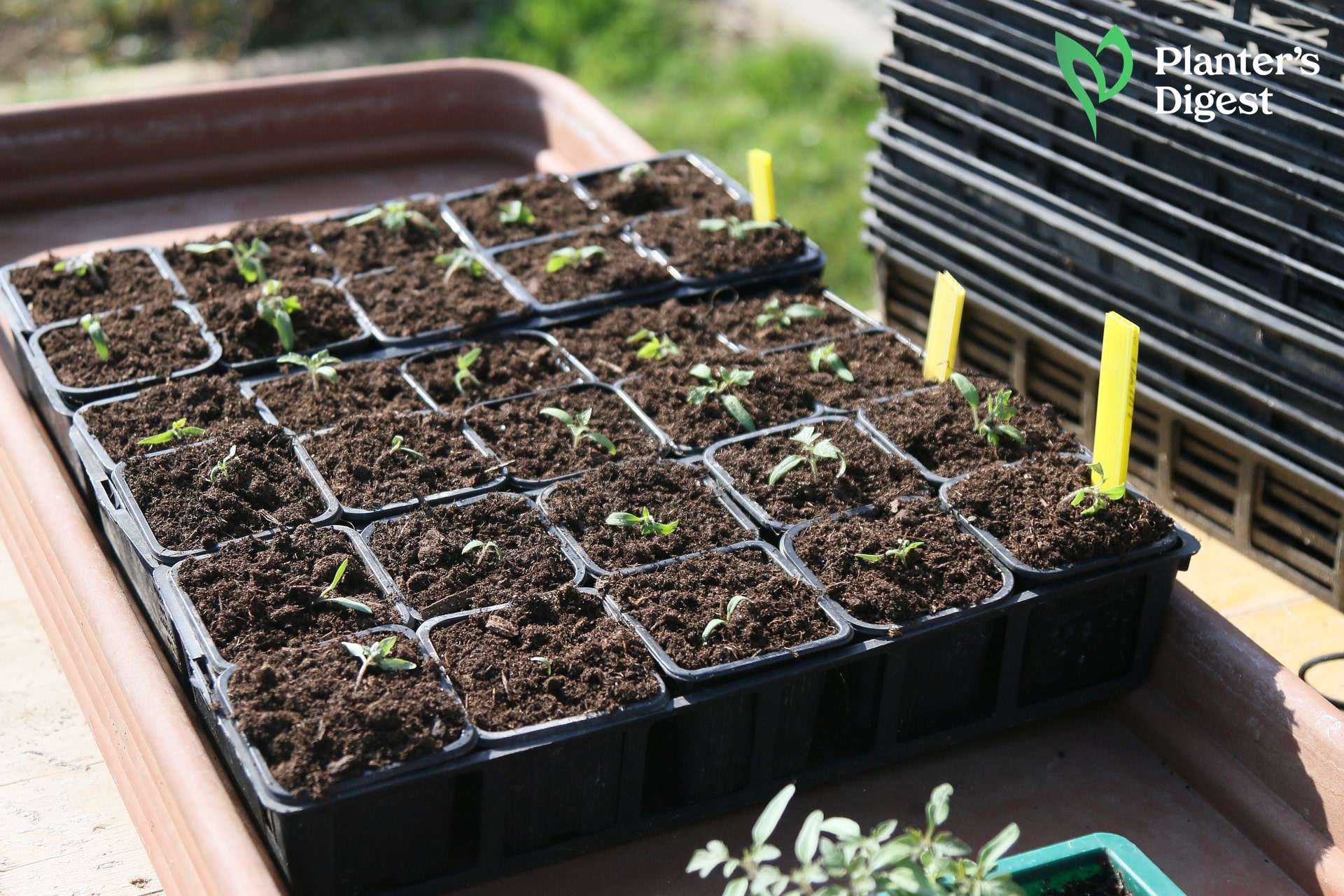A Quick Guide to Germinating Tomato Seeds