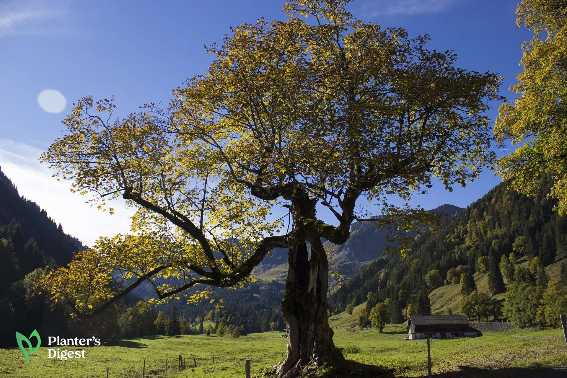 A Quick Guide to Killing Sycamore Trees