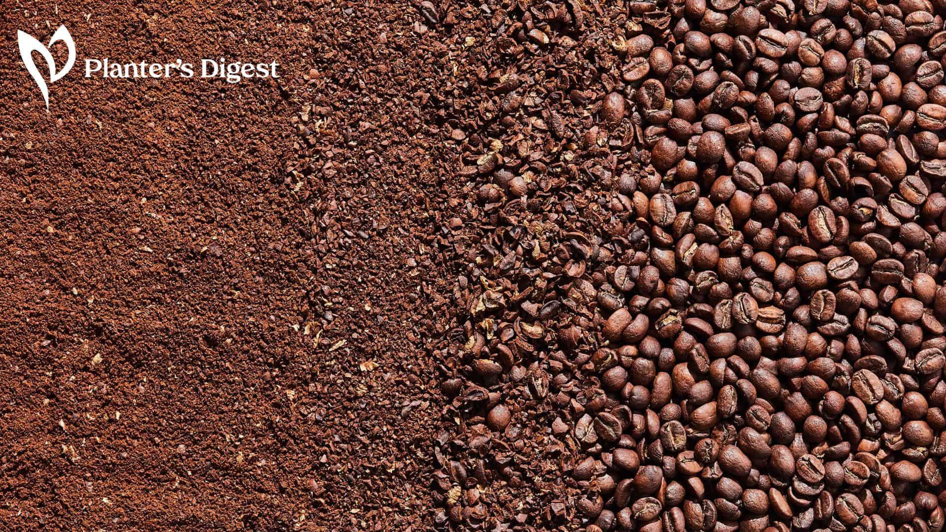 Are Coffee Grounds Good for Tomato Plants