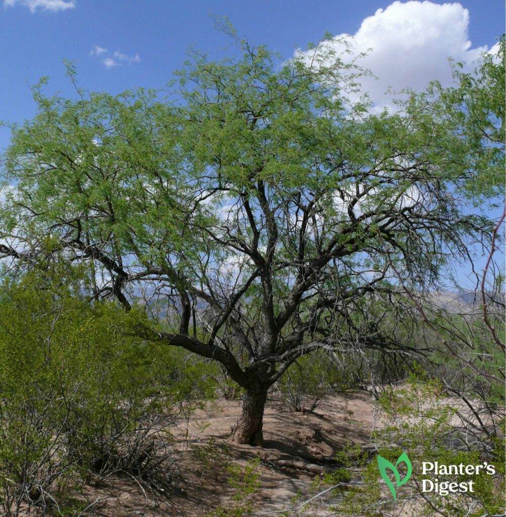 Beginner’s Guide to Mesquite Firewood