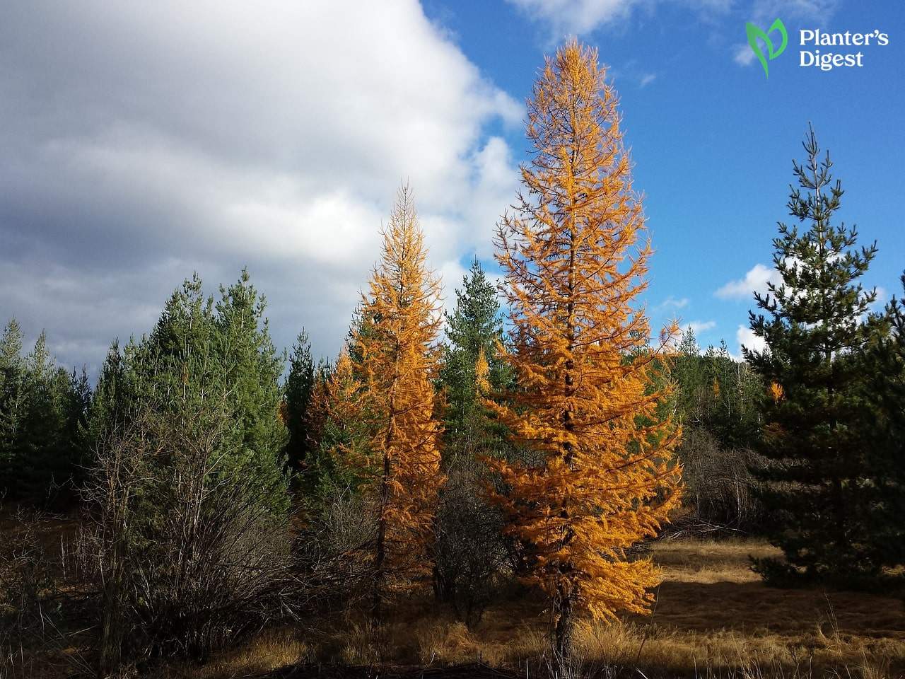 Everything You Need to Know About Tamarack Firewood