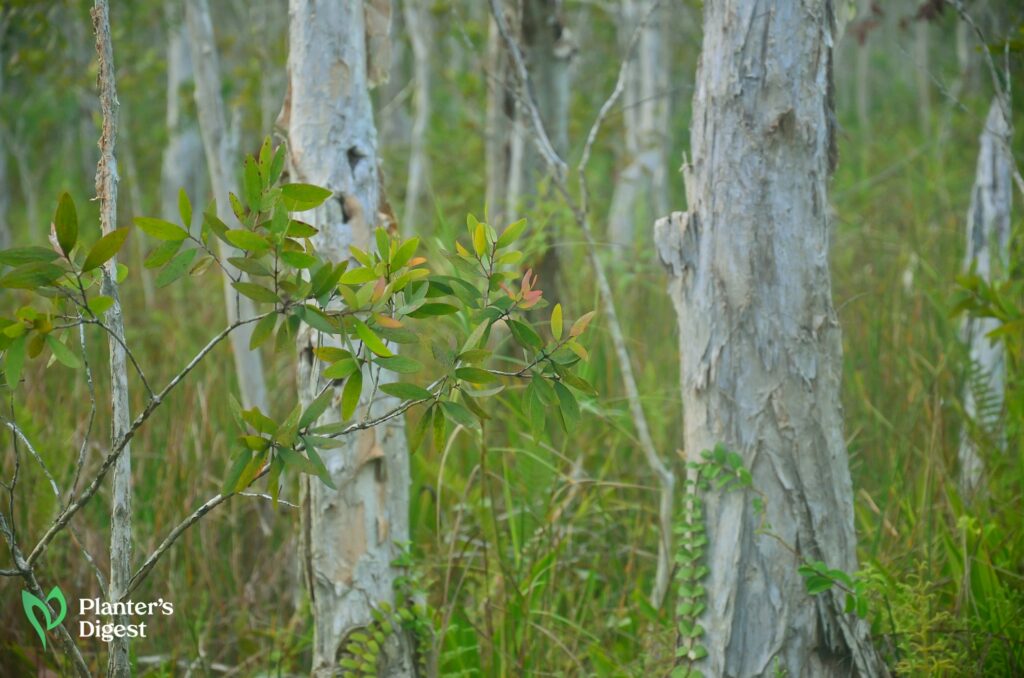 Everything You Should Know About Using Stringybark as Firewood