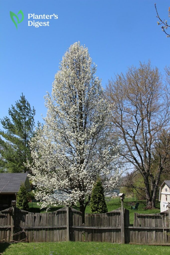 Everything about Bradford Pear as Firewood