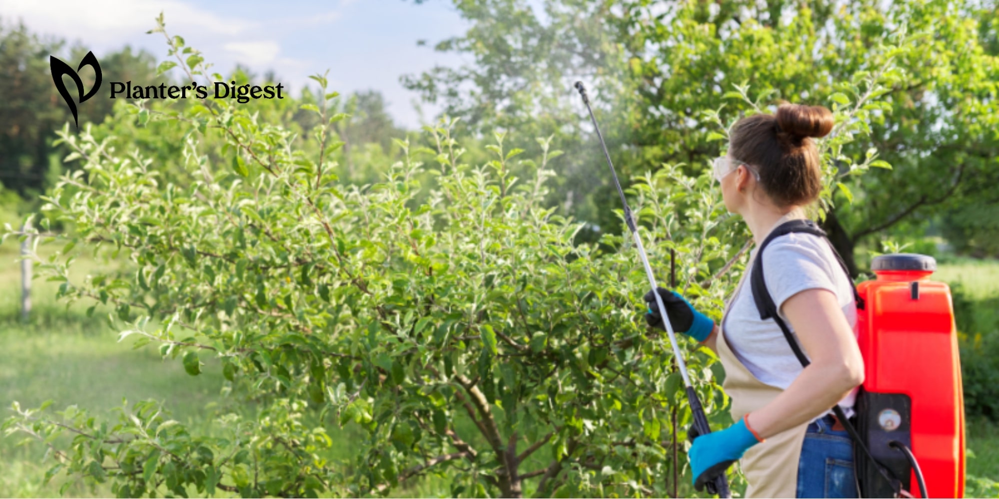 Grazon Herbicide and Trees