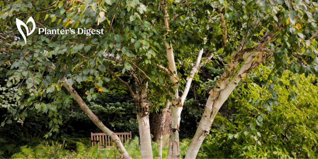 How To Kill a Birch Tree