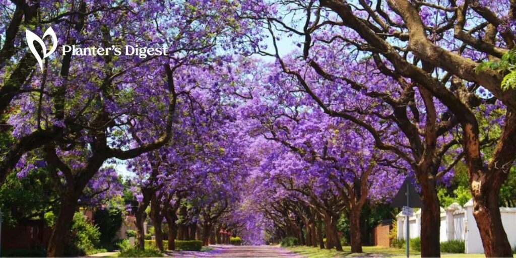 How To Kill a Jacaranda Tree