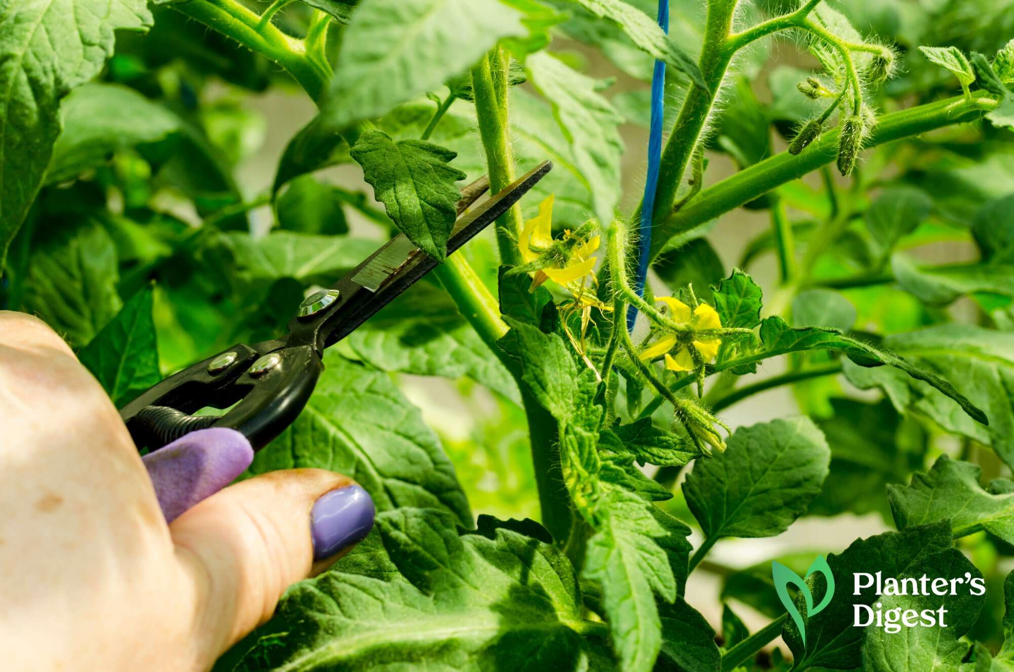 How to Deal with Tomato Suckers
