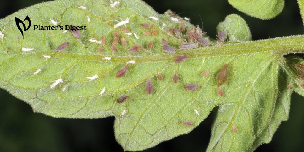 How to Get Rid of Aphids on Tomato Plants