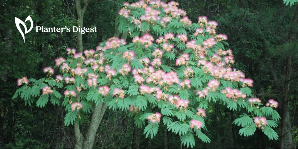 How to Get Rid of Mimosa Trees