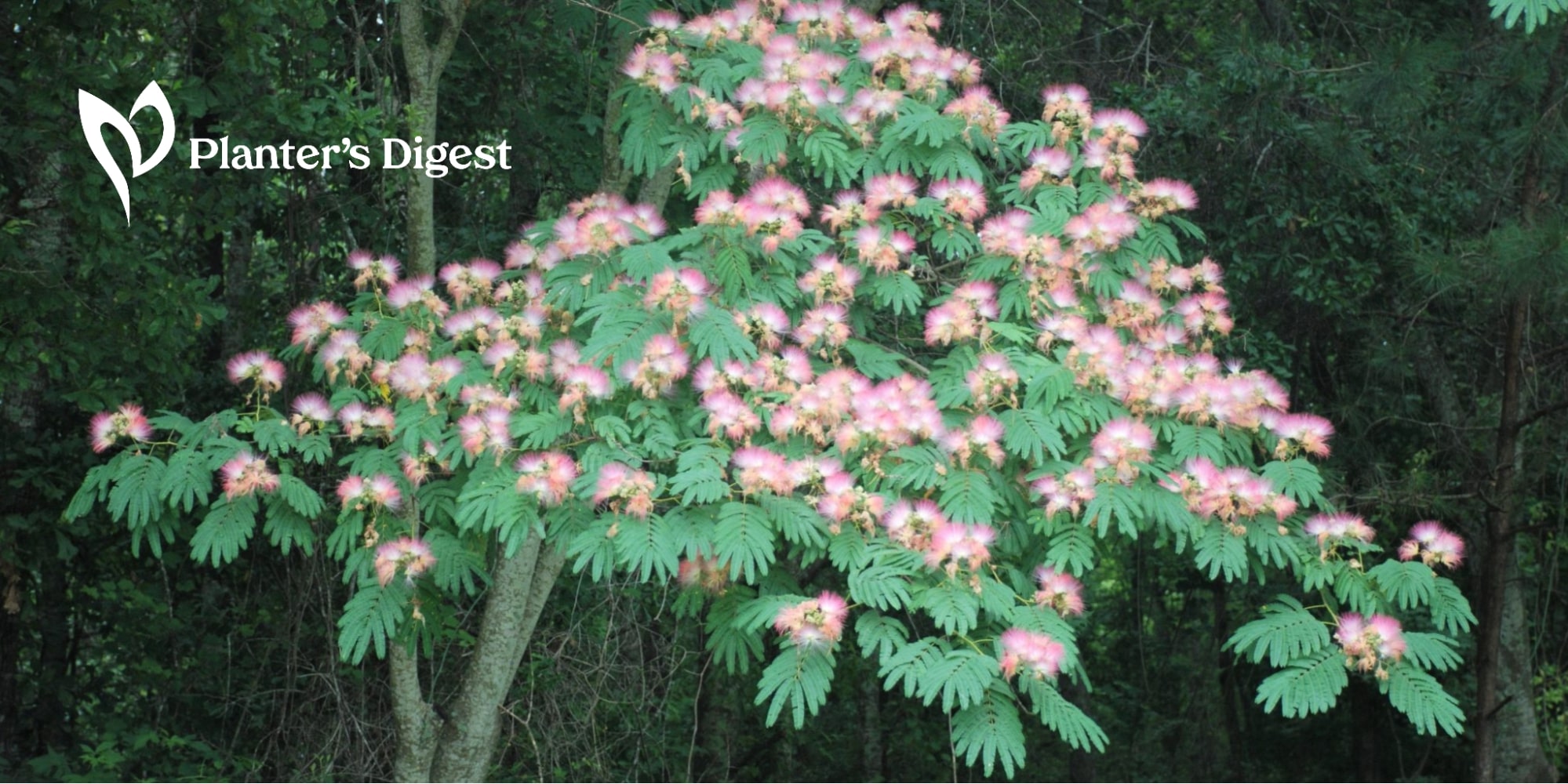 8 Fantastic Ways to Get Rid of Your Mimosa Tree