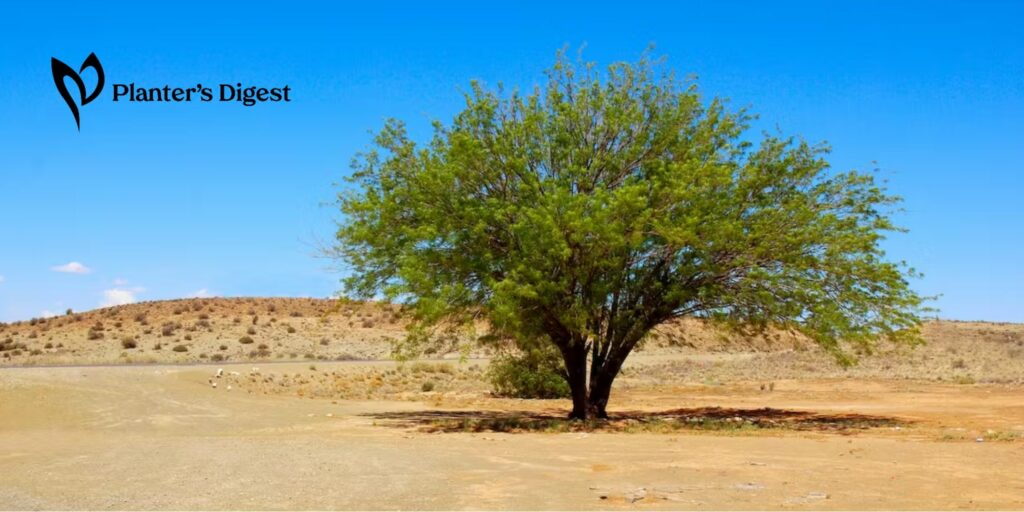 How to Get Rid of a Mesquite Tree