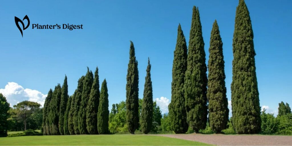 How to Kill Cypress Trees