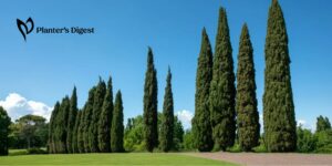 How to Kill Cypress Trees