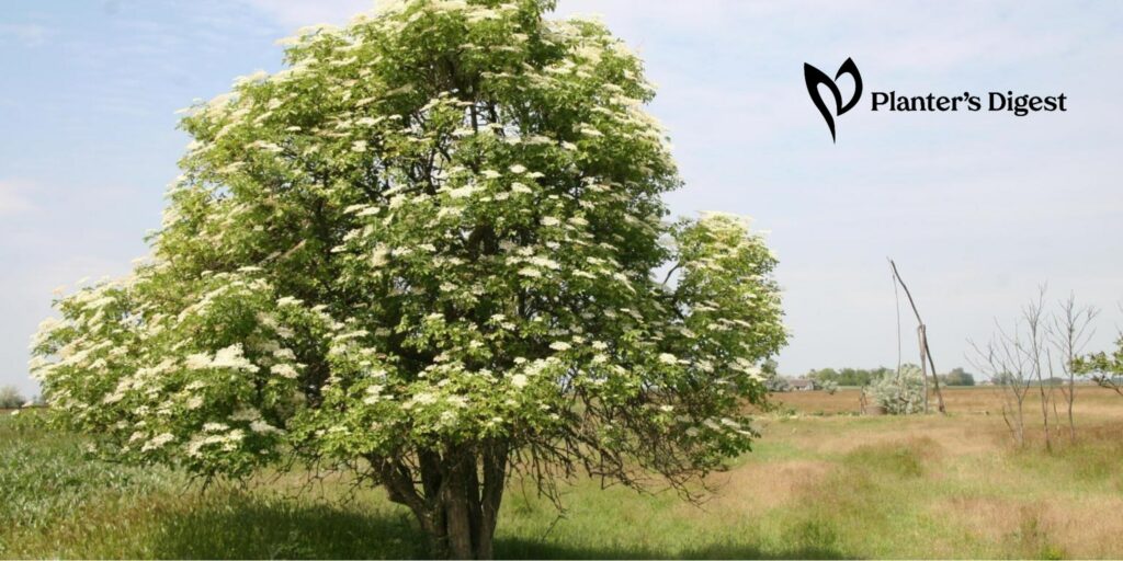 How to Kill Elderberry Trees