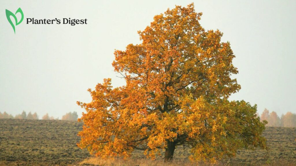 How to Kill Oak Trees