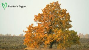 How to Kill Oak Trees