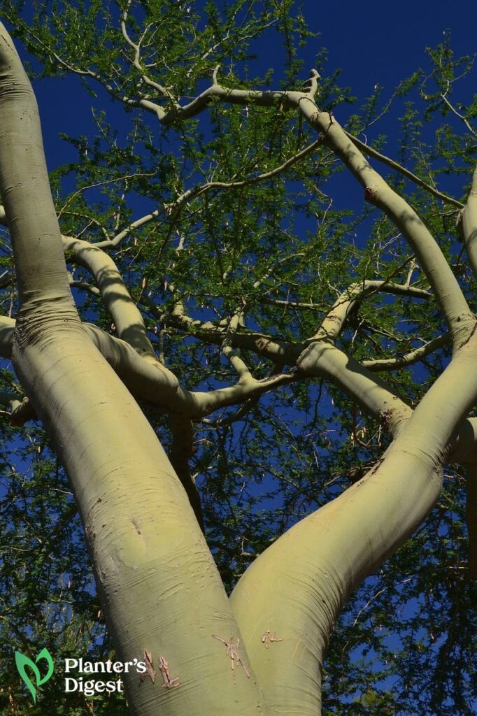 How to Kill Palo Verde Trees