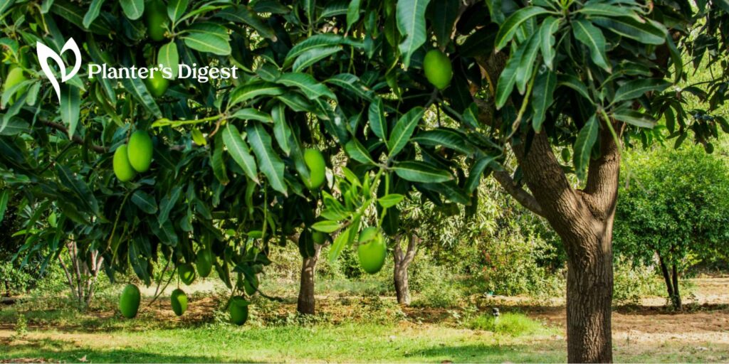 How to Kill a Mango Tree