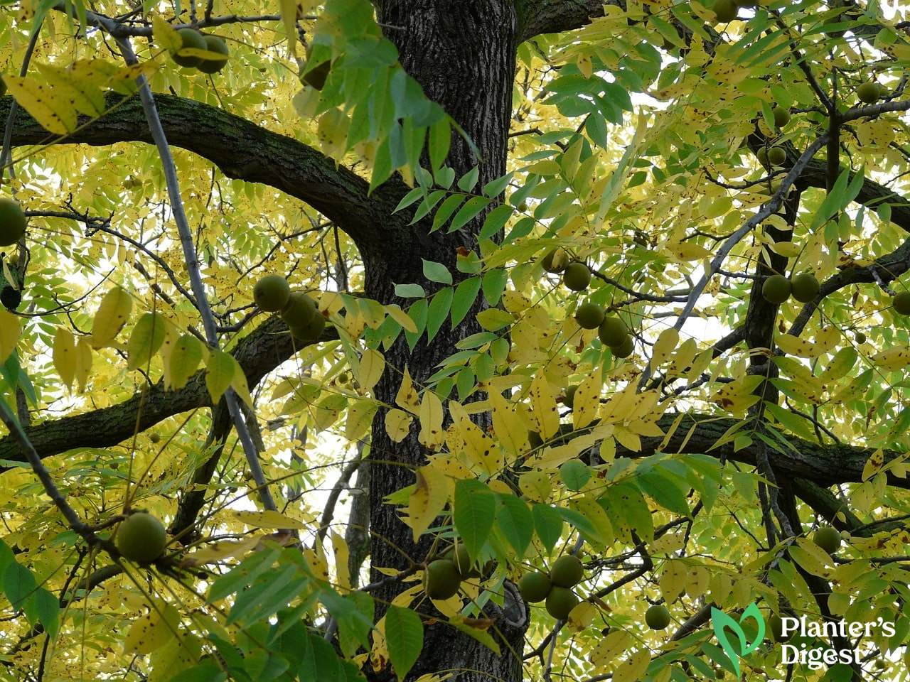 How to Kill a Walnut Tree