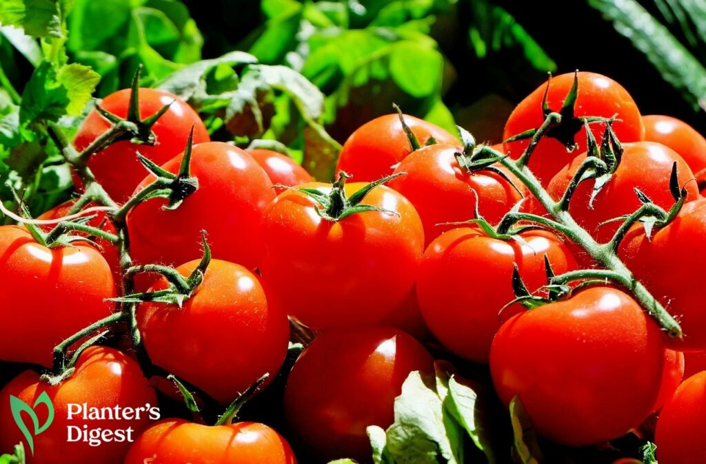 How to Make Tomato Plants Bear Fruit More Than Once
