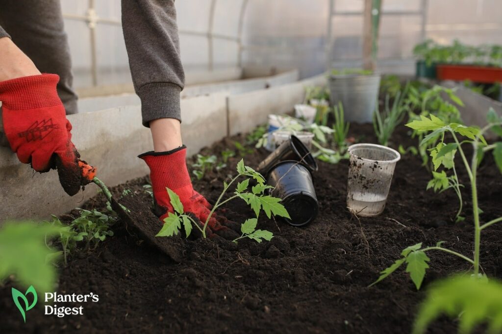 How to Plant Tomatoes for a Successful Harvest