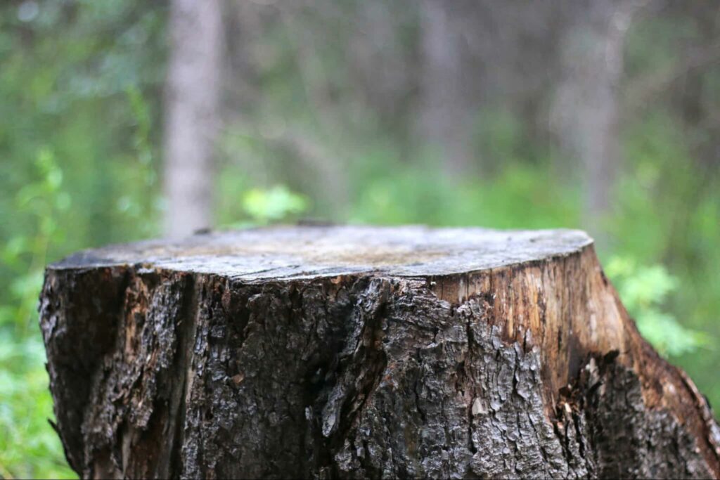 Killing Tree Stumps with Motor Oil