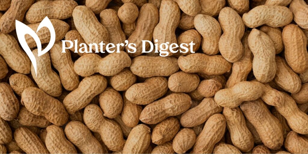 Peanut 101 A Quick Guide to Growing Them Successfully
