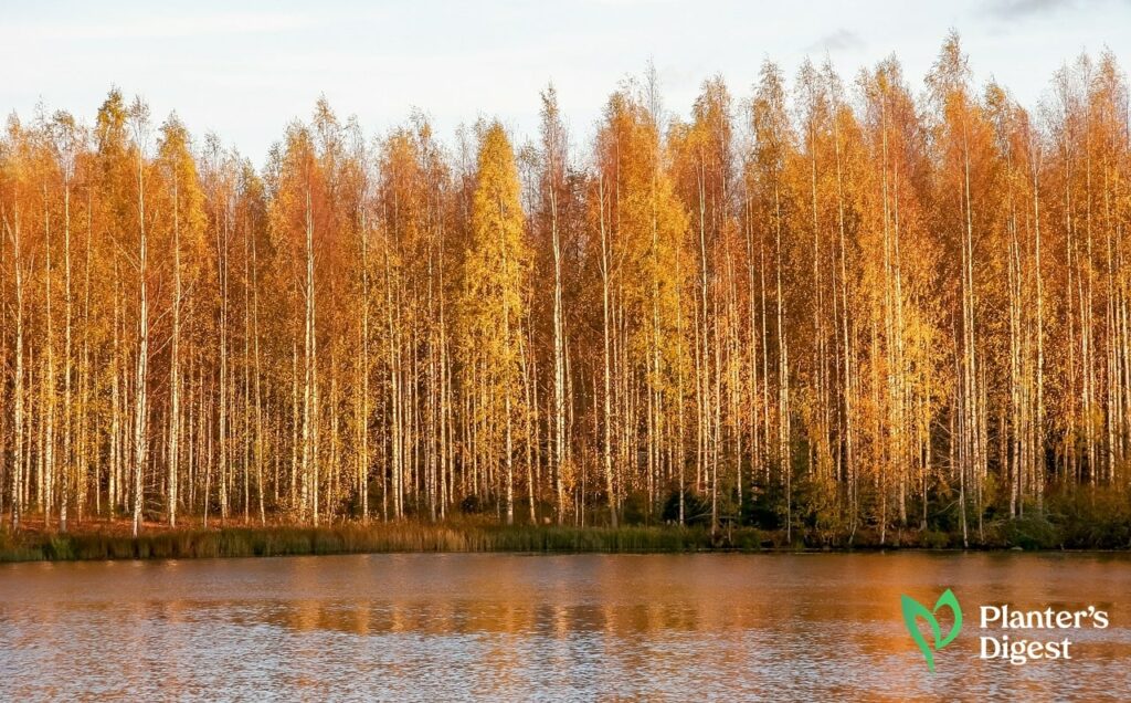 River Birch as Firewood