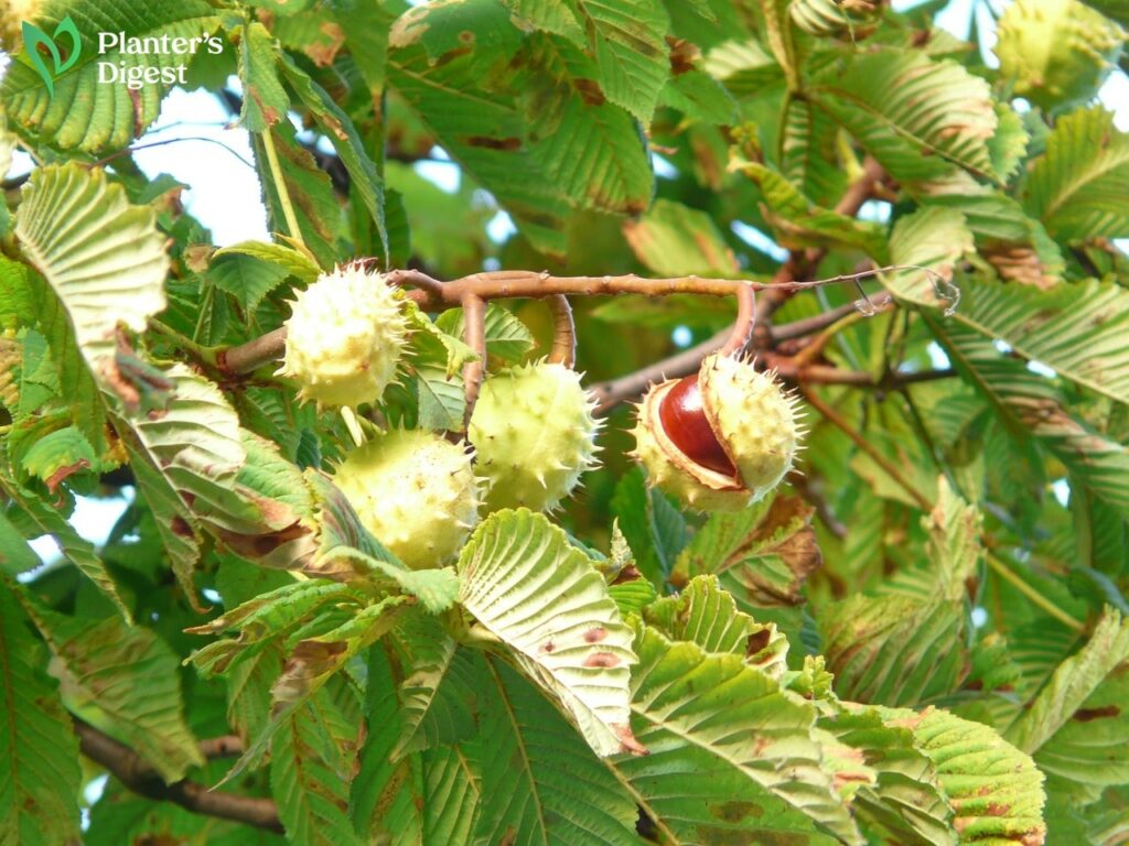 The Lowdown on Using Chestnut