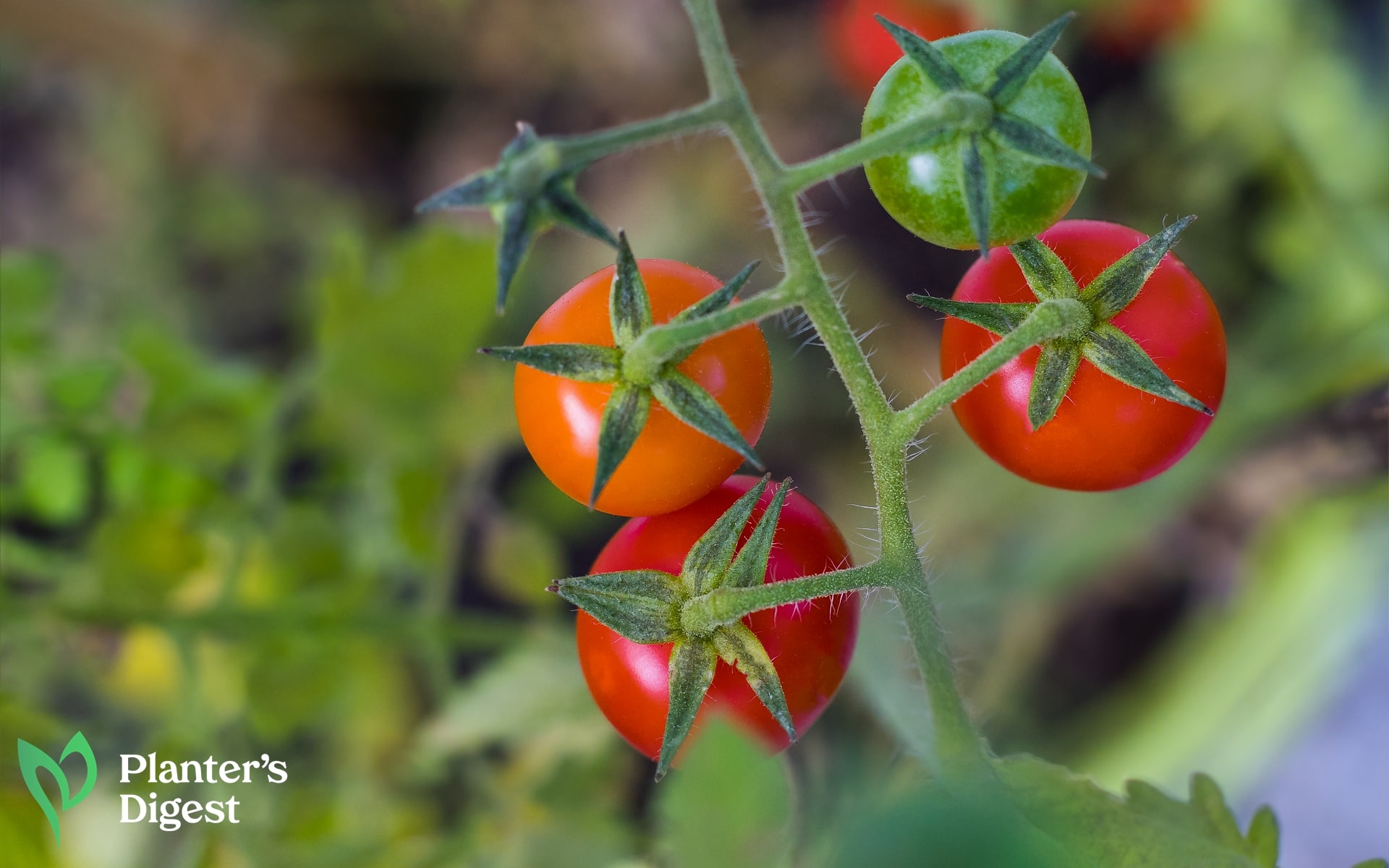 The Ultimate Guide to Pruning Cherry Tomatoes