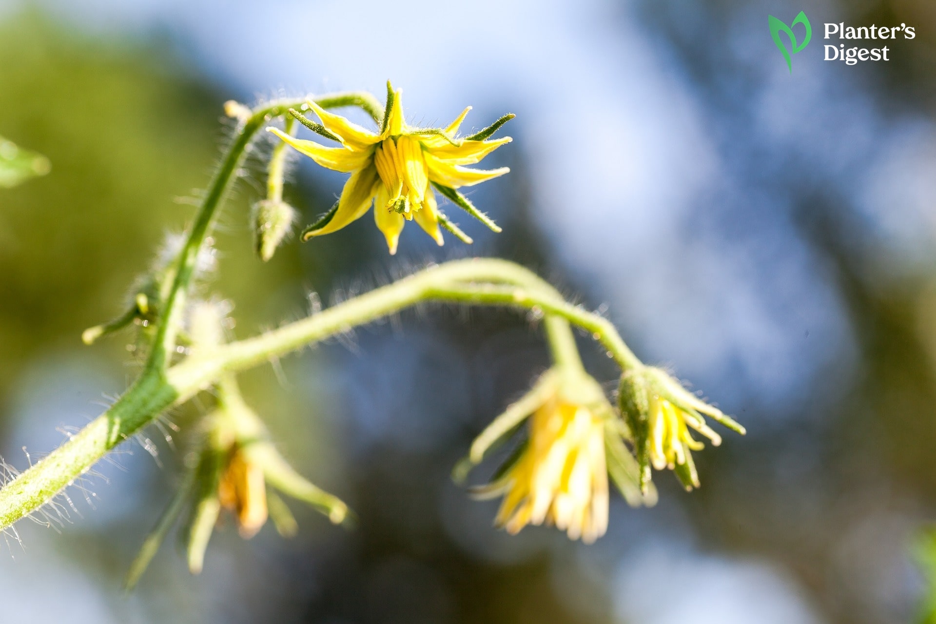 Tomato Pollination