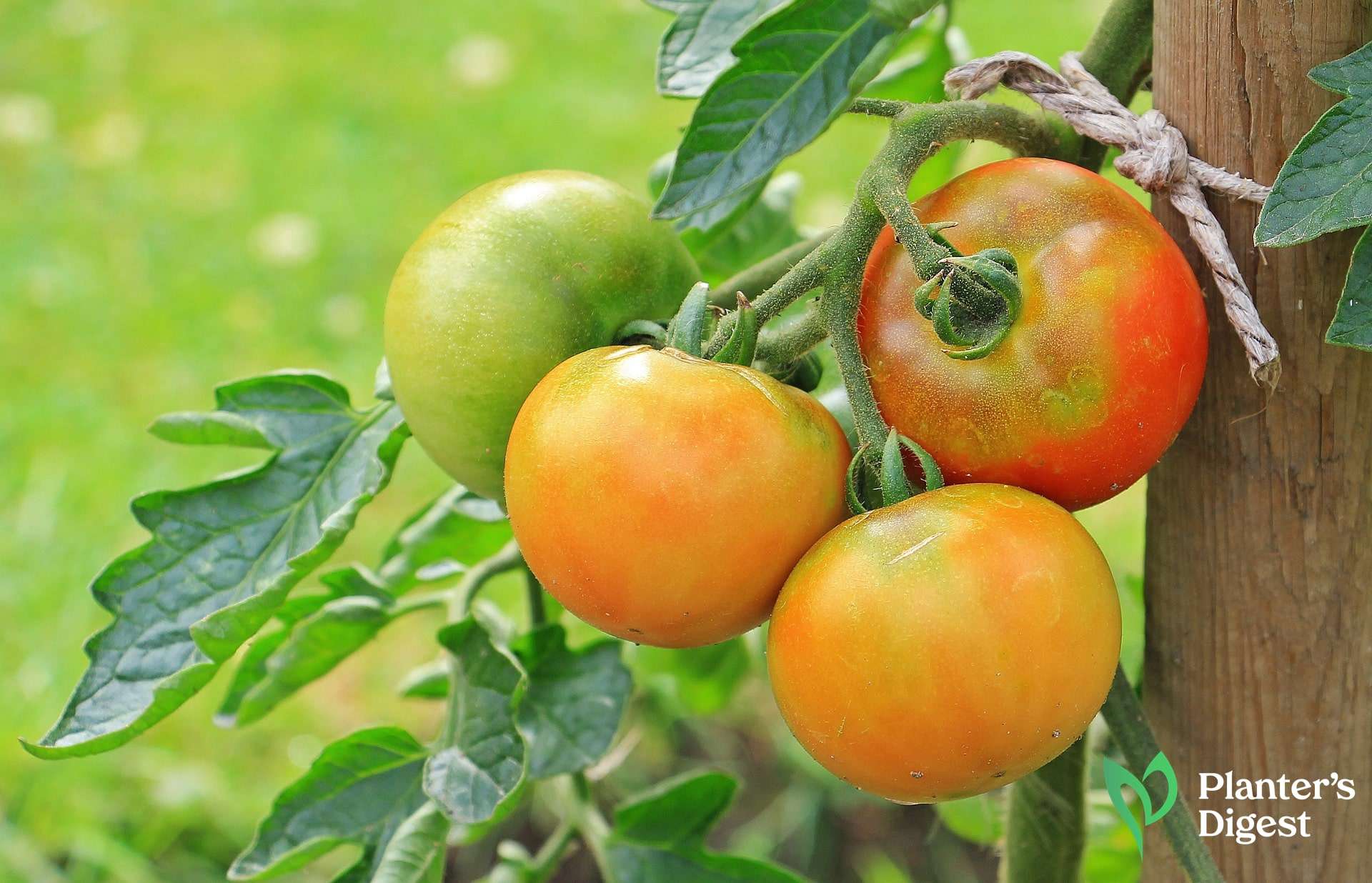 Tomatoes Not Turning Red