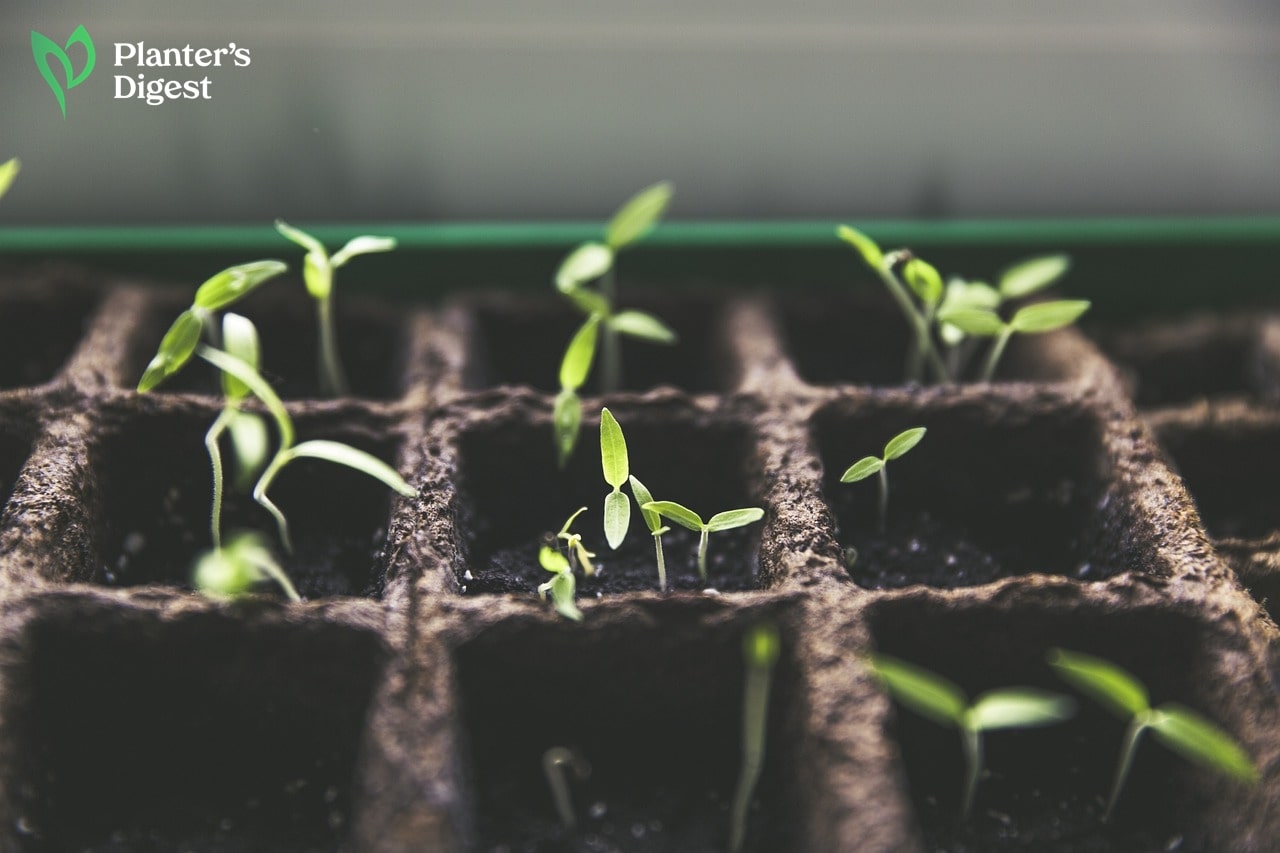 Transplanting Tomato Plants