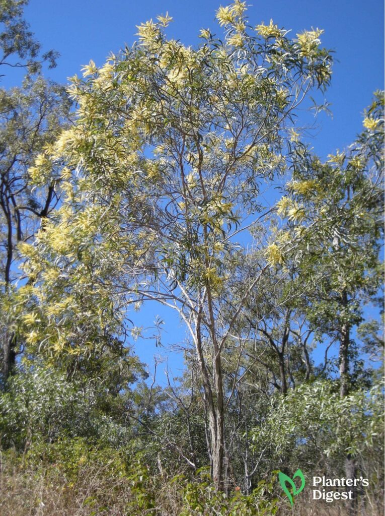 Using Black Wattle as Firewood