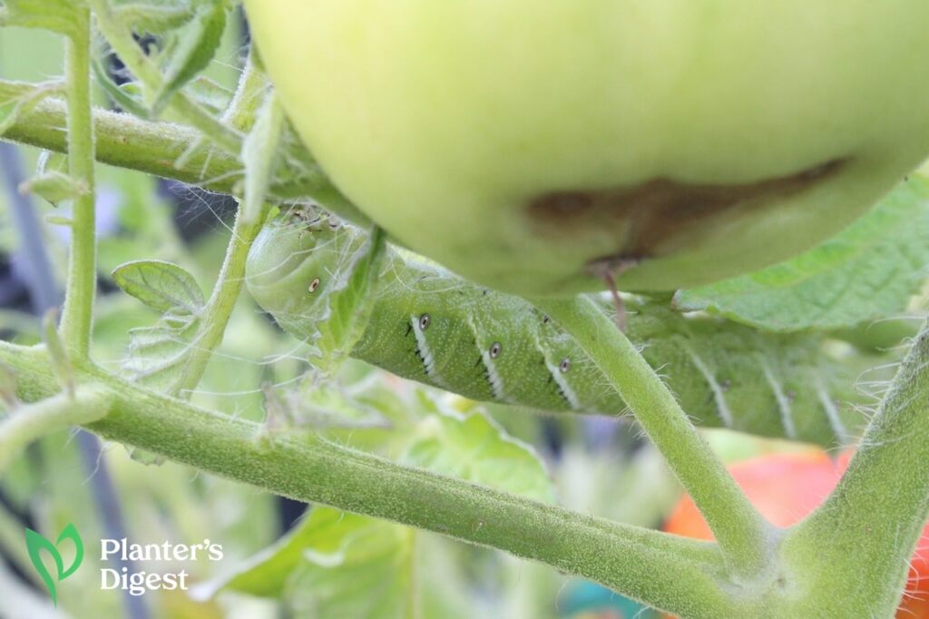 Worms That Eat Tomato Plants