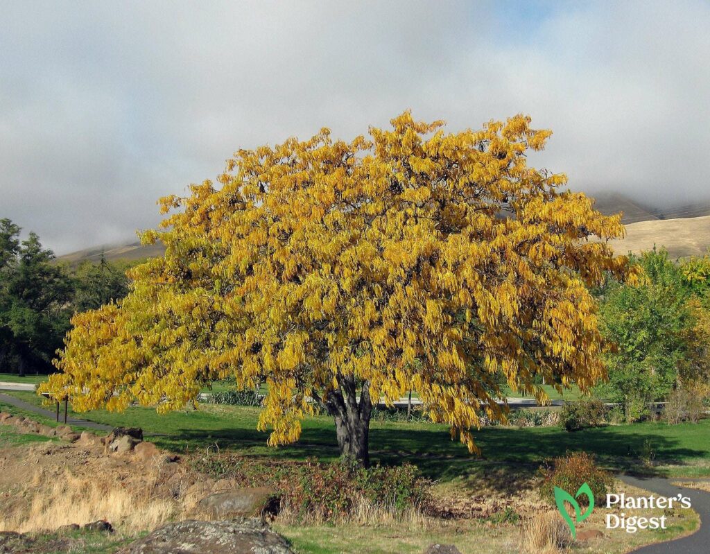 Your 101 on Honey Locust Firewood