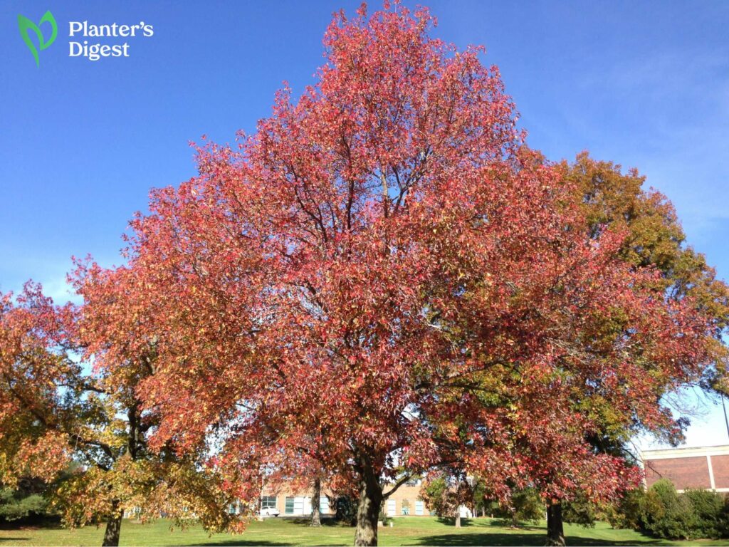 Your 101 to Sweetgum Firewood