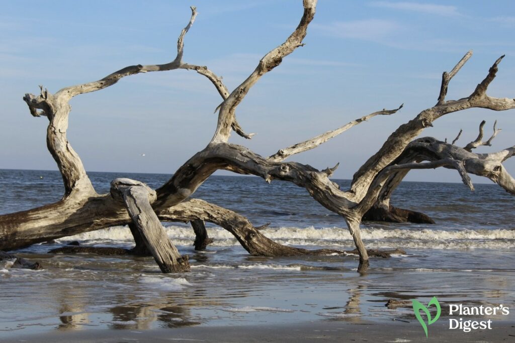 Driftwood as Firewood