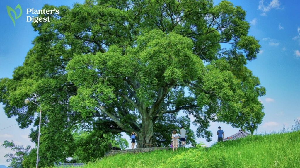 Hackberry