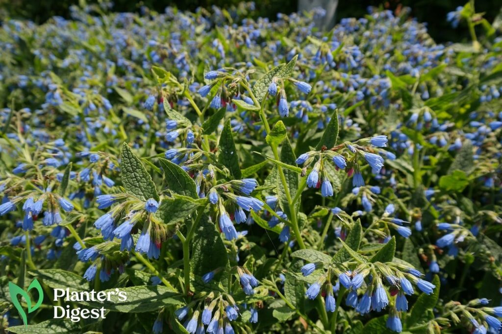 How to Eliminate and Repurpose Comfrey Weed