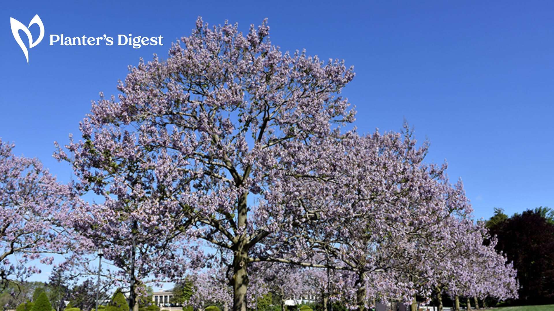 How to Kill A Royal Empress Tree
