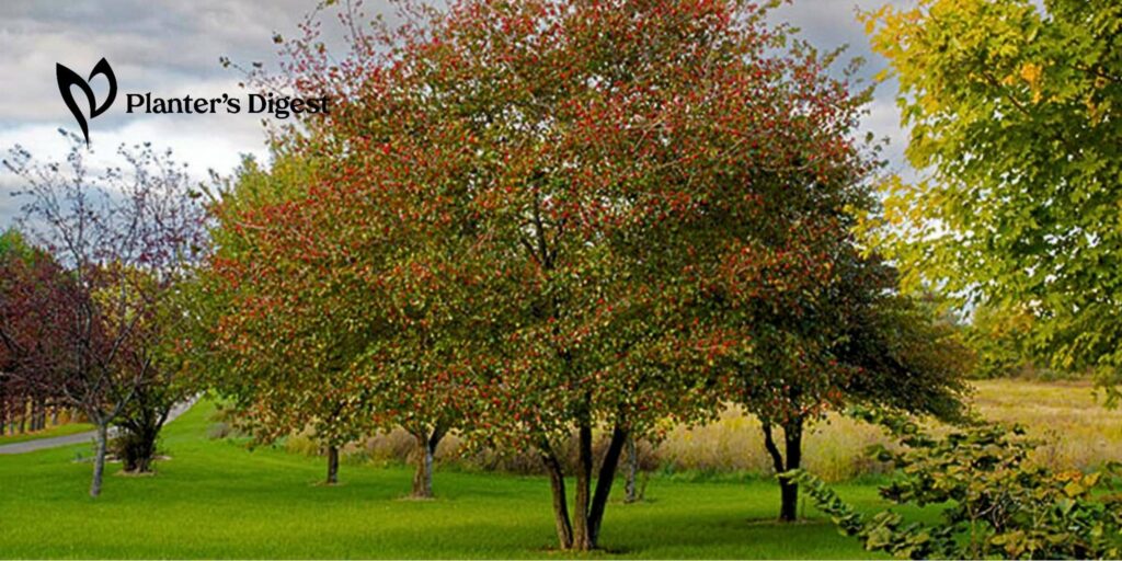 How to Kill a Hawthorn Tree