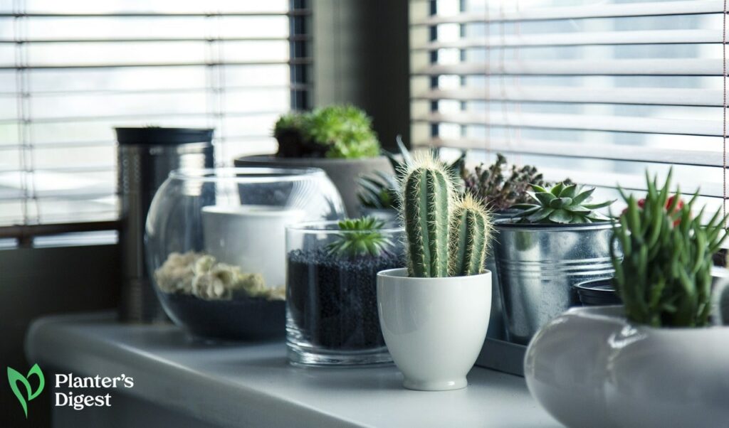 How to Take Care of Your Indoor Plants