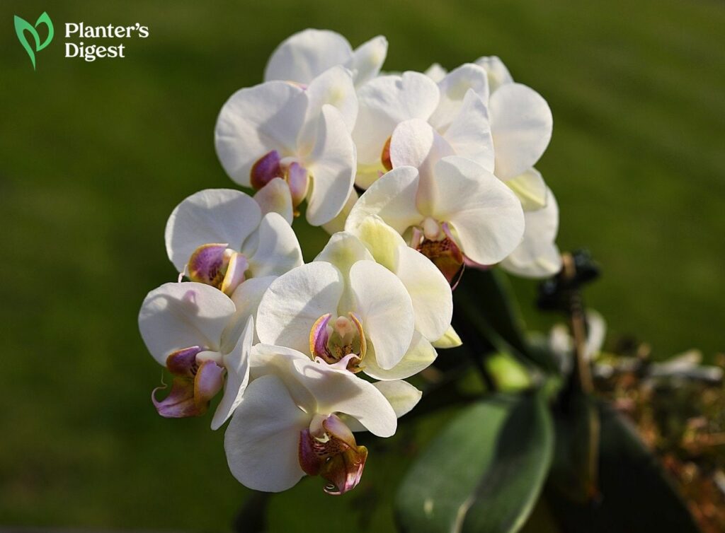 Orchid Colors and Their Meanings