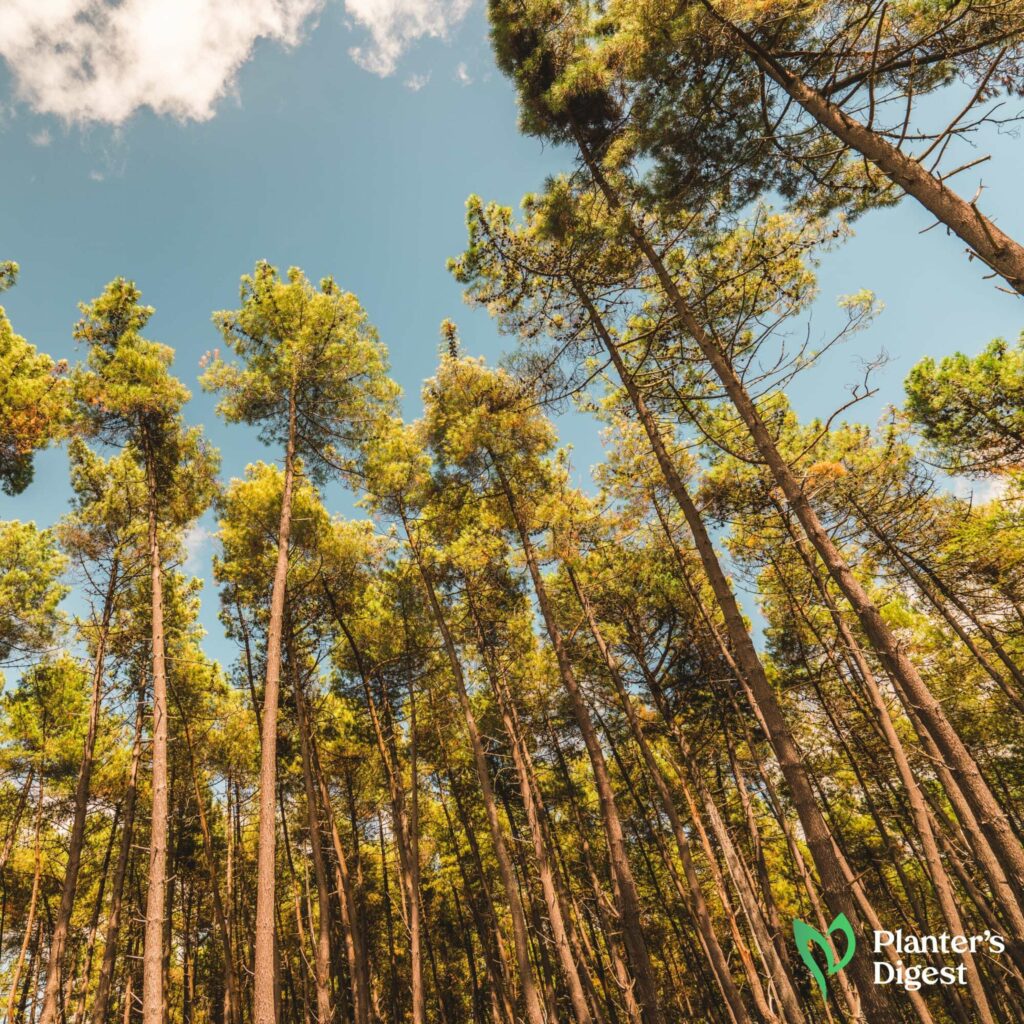 Ponderosa Pine