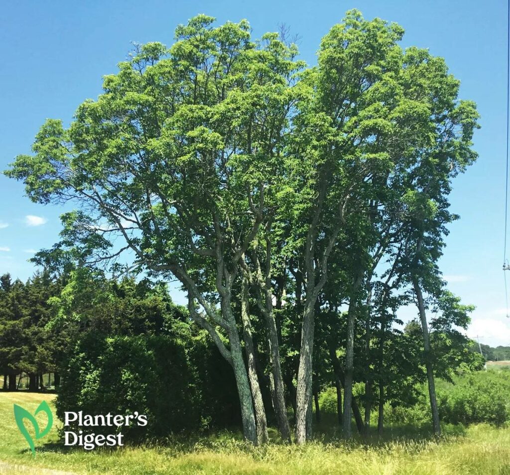 Sassafras Firewood