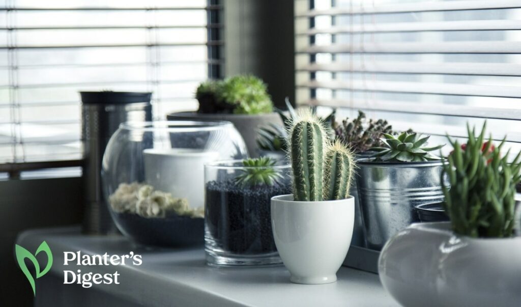 Stress-Relieving Plants for Your Home or Office