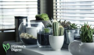 Stress-Relieving Plants for Your Home or Office